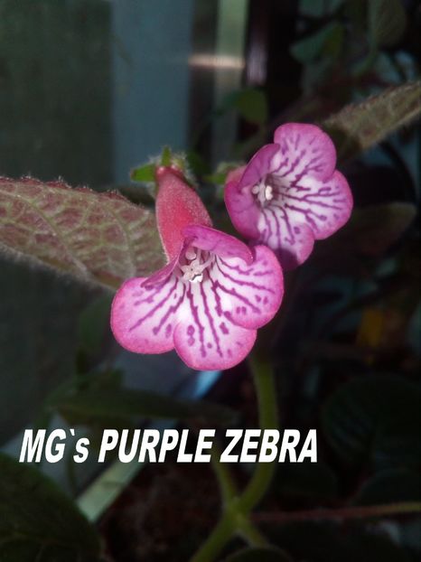  - Sinningia hibrizi proprii seria MG S 2018