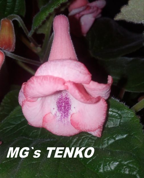 Sinningia MG`s Tenko - Sinningia