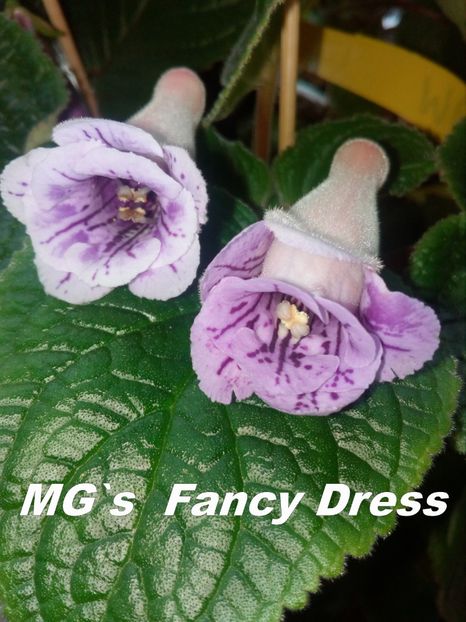 Sinningia MG`s Fancy Dress - Sinningia hibrizi proprii seria MG S 2018