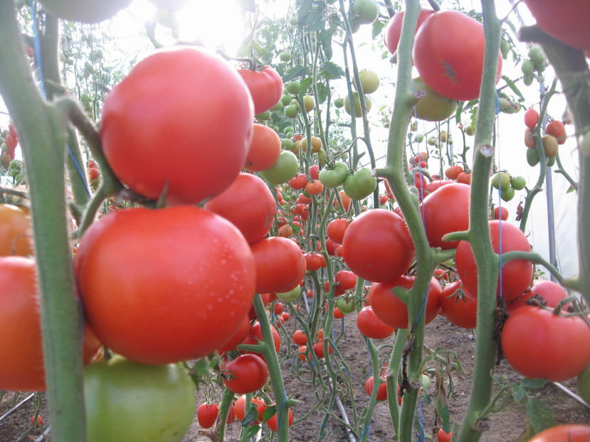  - Imagini 19 iule 2018