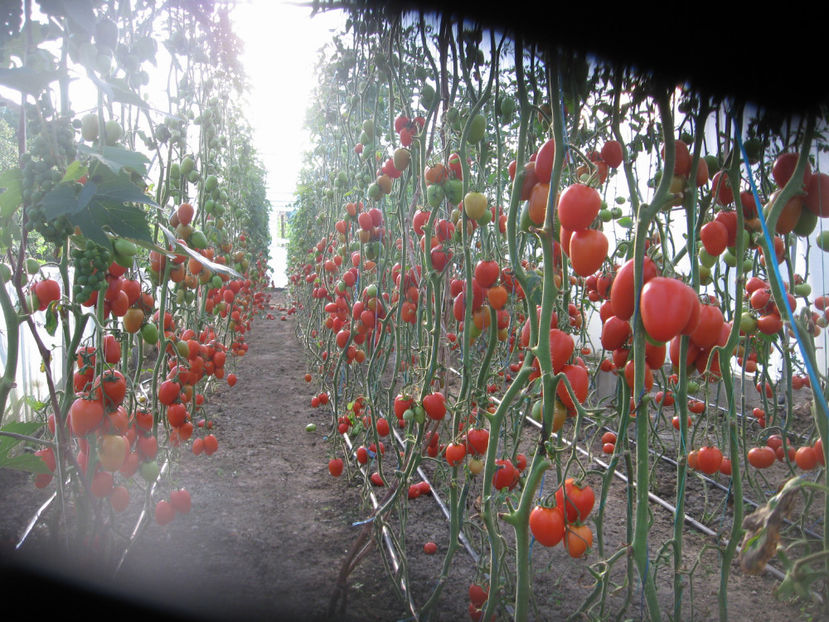  - Imagini 19 iule 2018