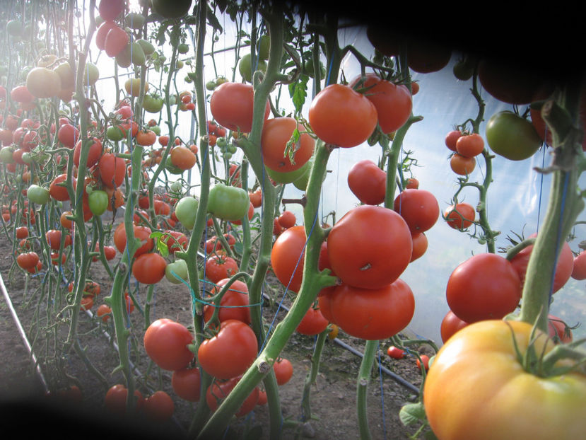  - Imagini 19 iule 2018