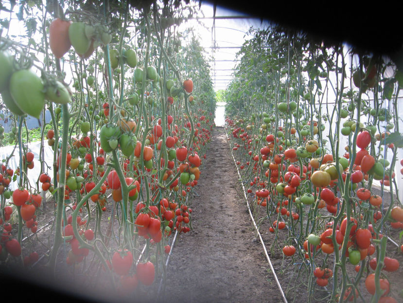  - Imagini 19 iule 2018