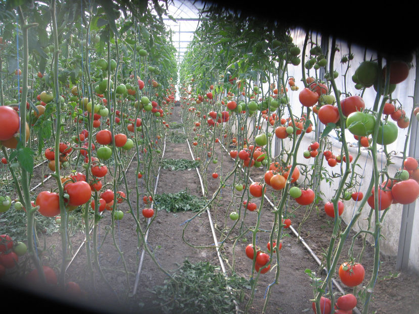  - Imagini 19 iule 2018