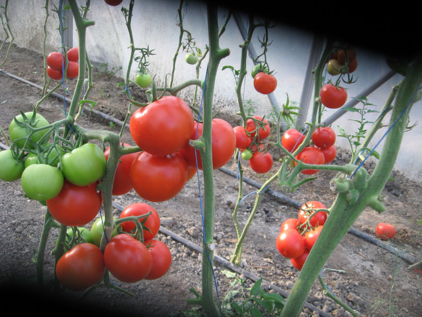  - Imagini 19 iule 2018