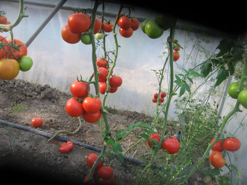  - Imagini 19 iule 2018