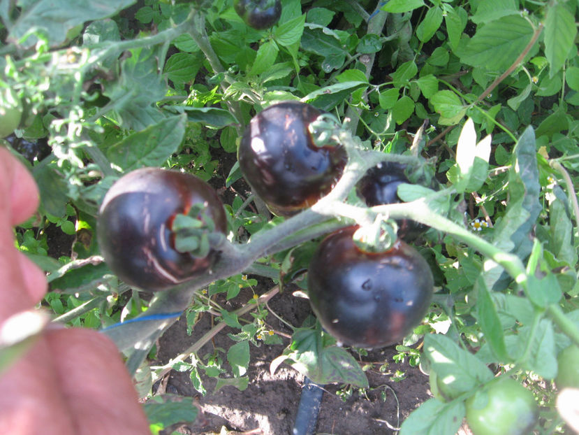  - Imagini 19 iule 2018