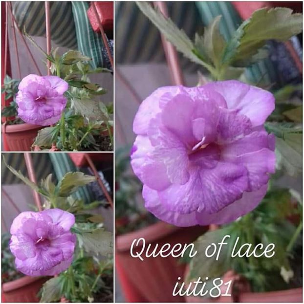  - Queen of Lace- erika76