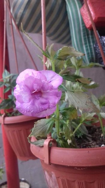  - Queen of Lace- erika76