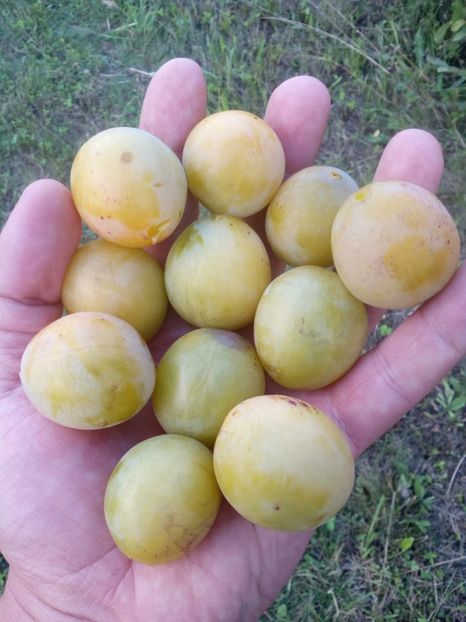 Prun traditional2.Renglo - POMI SOIURI VECHI ROMANESTI