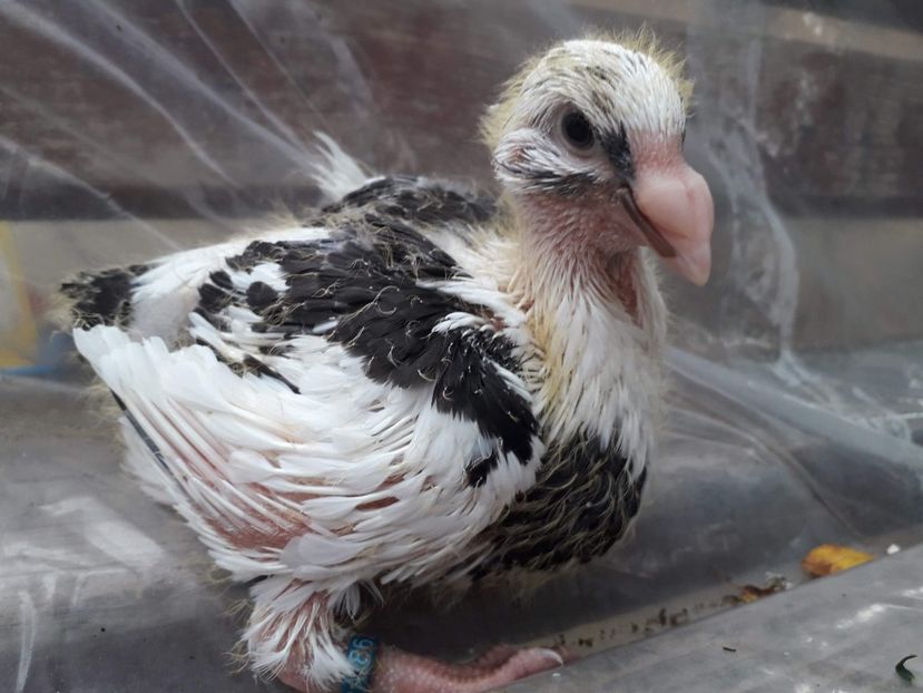 Agh - Tineret AGH 2018