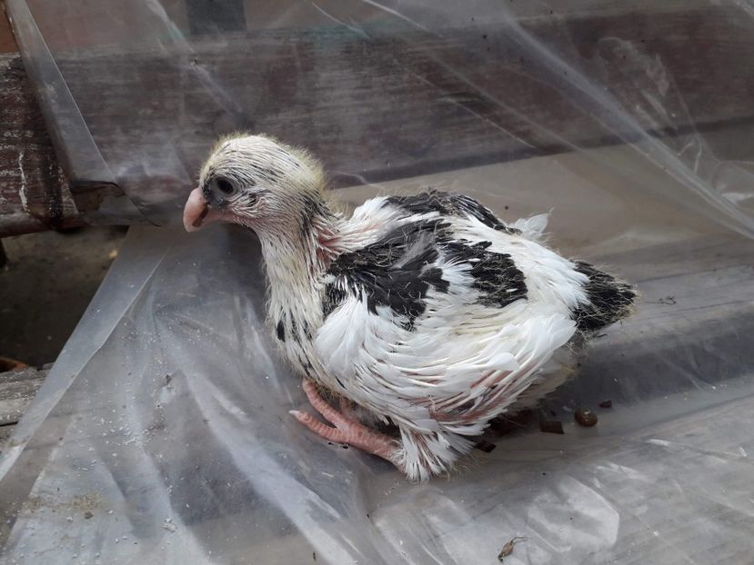 Agh - Tineret AGH 2018