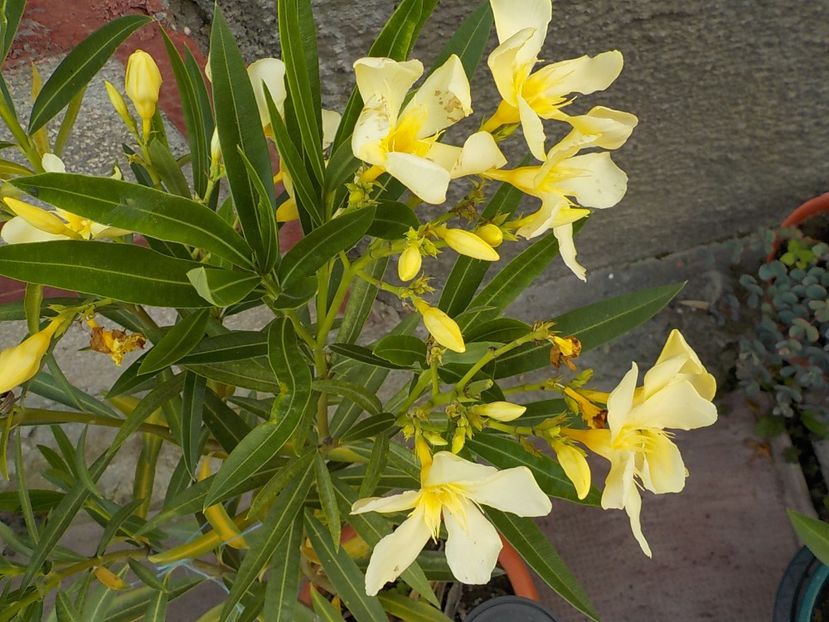  - maria gambeta nr 25