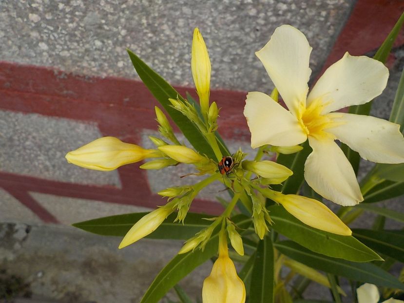  - maria gambeta nr 25