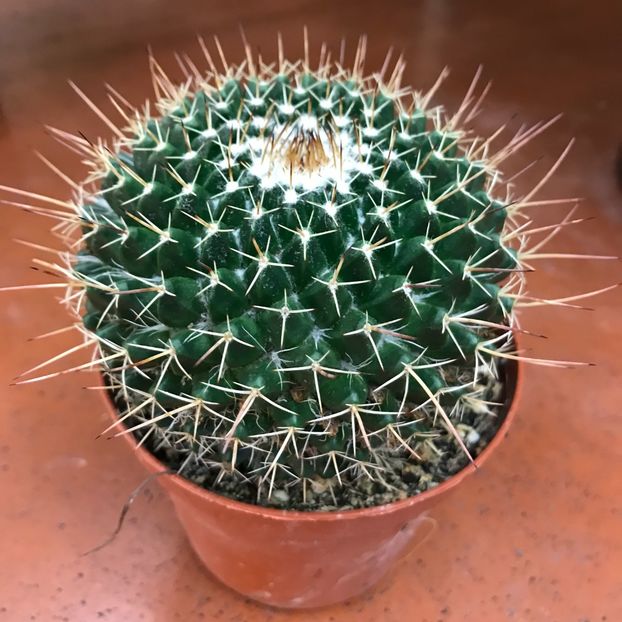 58CD2411-2076-4049-9D61-75771CC65EC1 - Vand cactacee