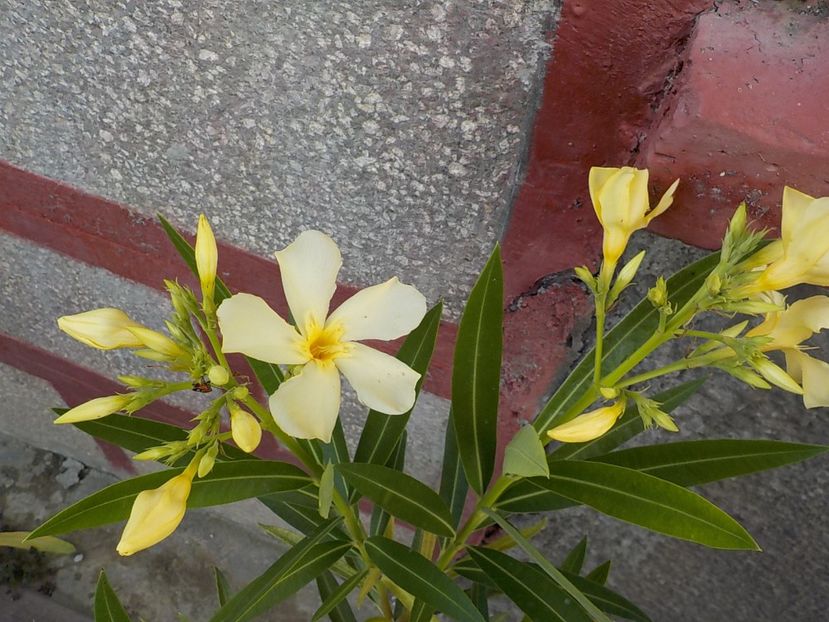  - maria gambeta nr 25