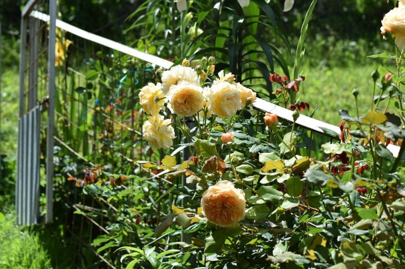  - Crown Princess Margaret