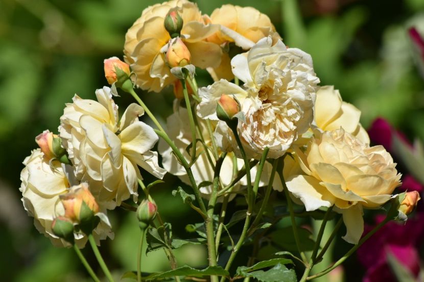  - Crown Princess Margaret