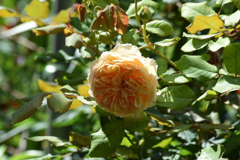  - Crown Princess Margaret