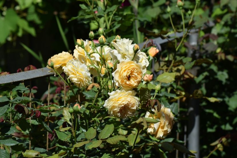  - Crown Princess Margaret