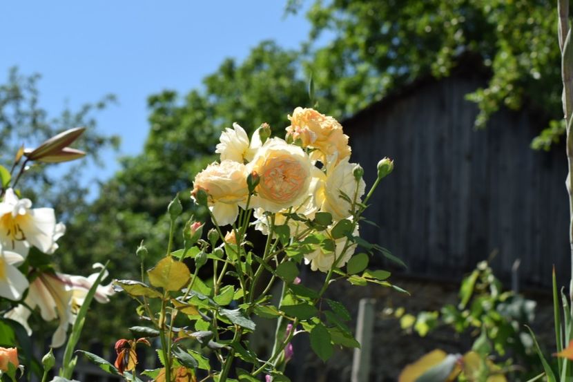 Valul 2 de flori - Crown Princess Margaret