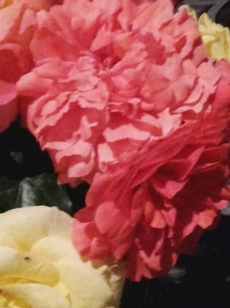 Rosarium uetersen - Gradina-2018