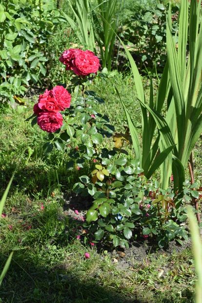  - Red Leonardo da Vinci