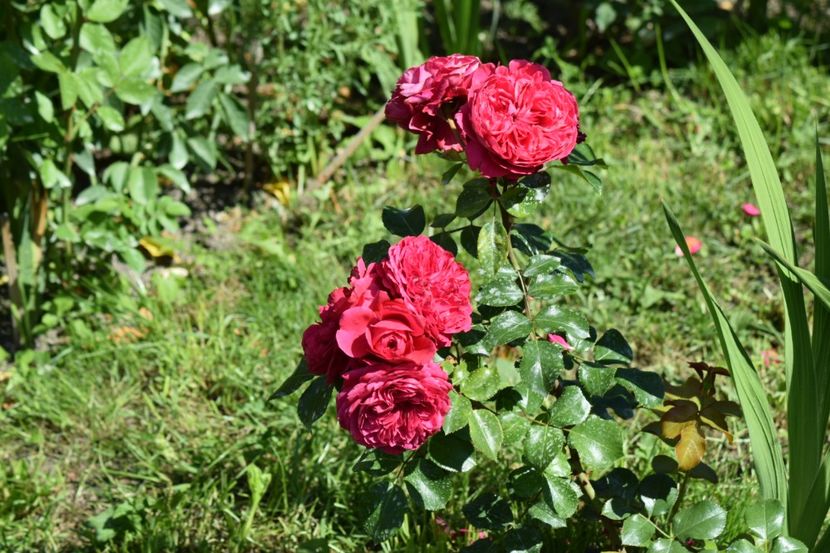  - Red Leonardo da Vinci