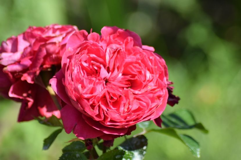  - Red Leonardo da Vinci