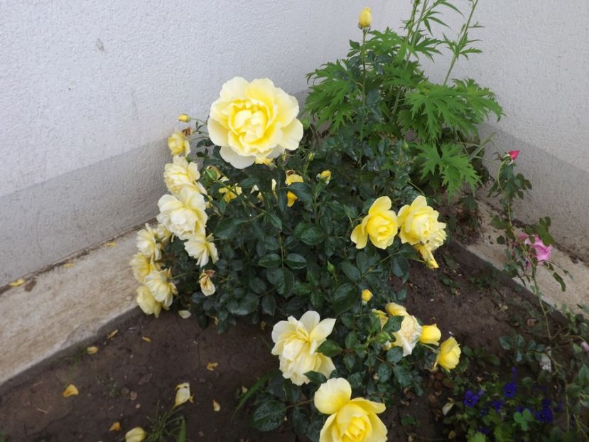  - Splendid ruffles 2018