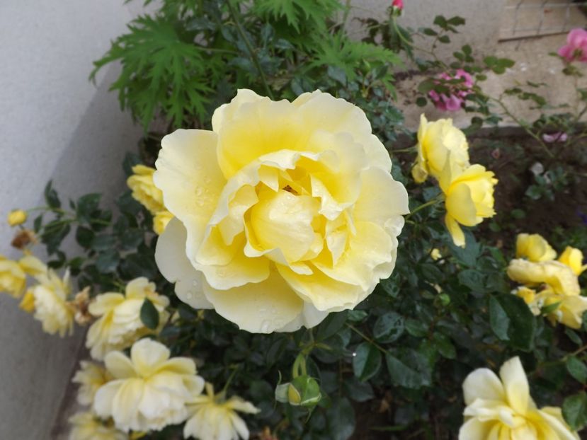  - Splendid ruffles 2018