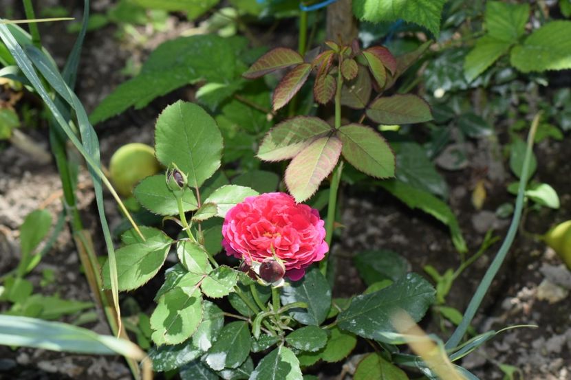 Prima floricica - Bicentenaire