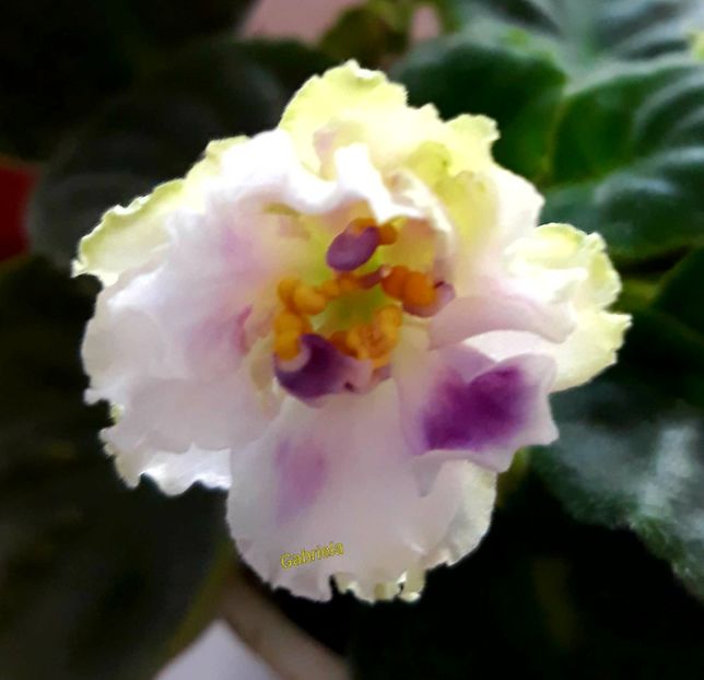 Nec B - AA violete africane de colectie