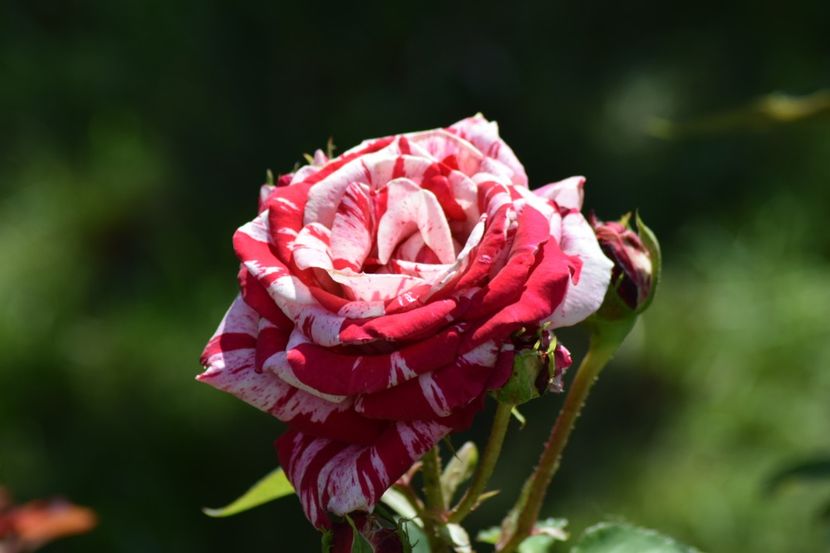 Dupa 2 ani in csre a fost plin de boli si a revenit - Henri Matisse