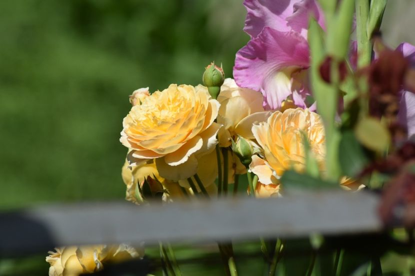  - Crown Princess Margaret