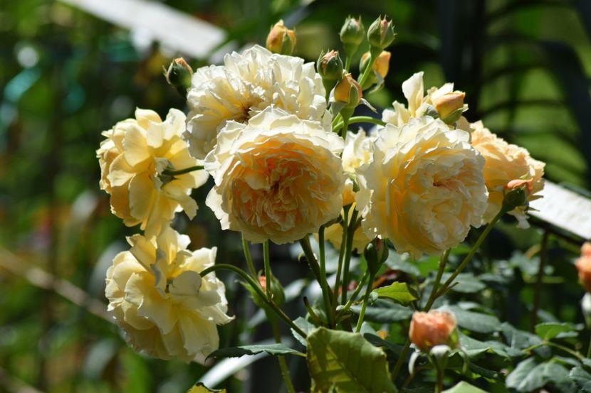  - Crown Princess Margaret