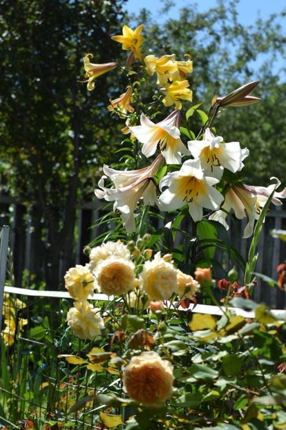  - Crown Princess Margaret