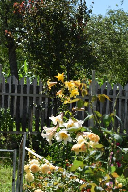  - Crown Princess Margaret