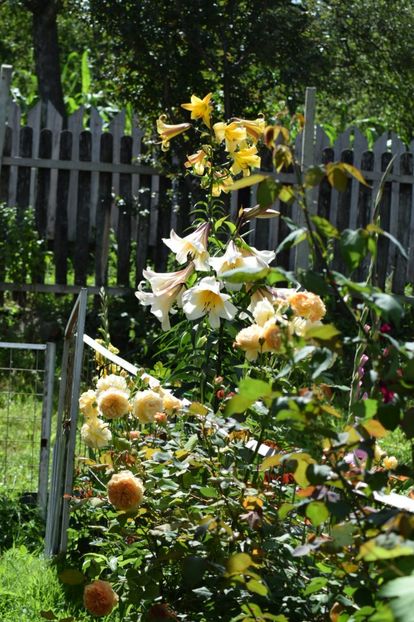  - Crown Princess Margaret