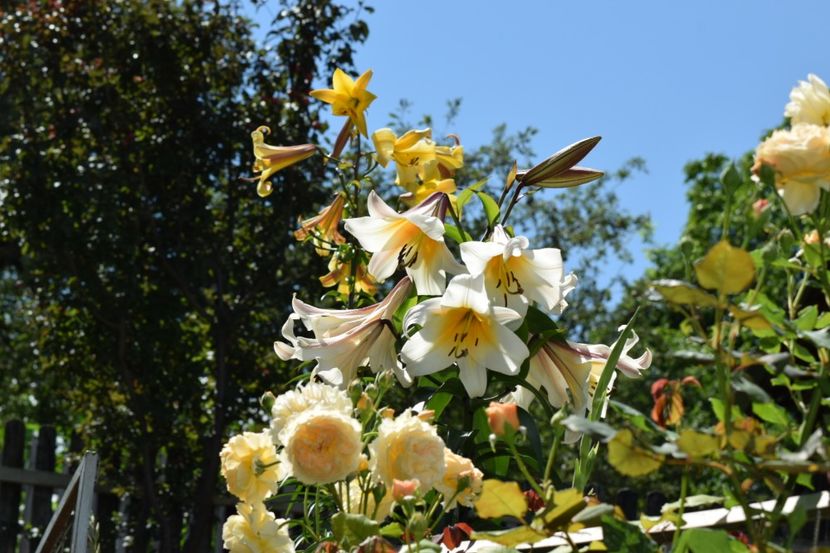  - Crown Princess Margaret