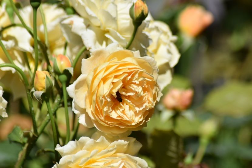  - Crown Princess Margaret