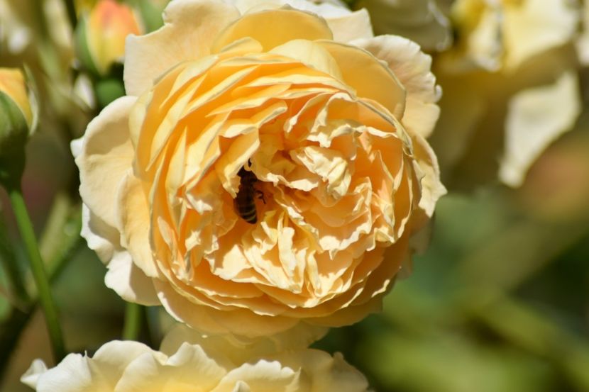  - Crown Princess Margaret