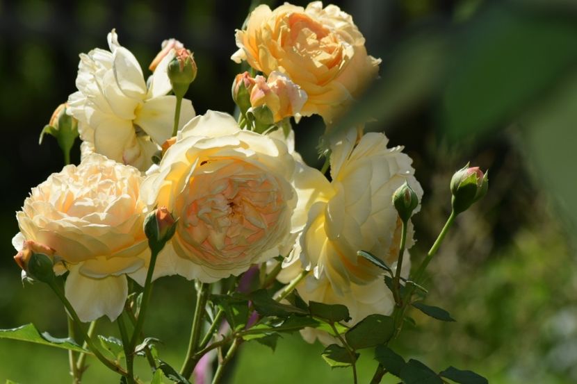  - Crown Princess Margaret