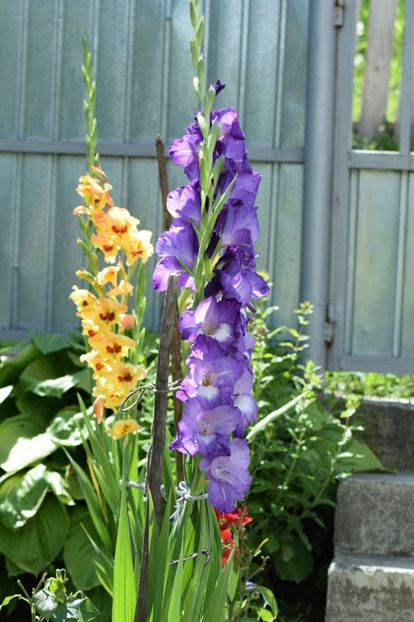  - Colectia de galdiole 2018