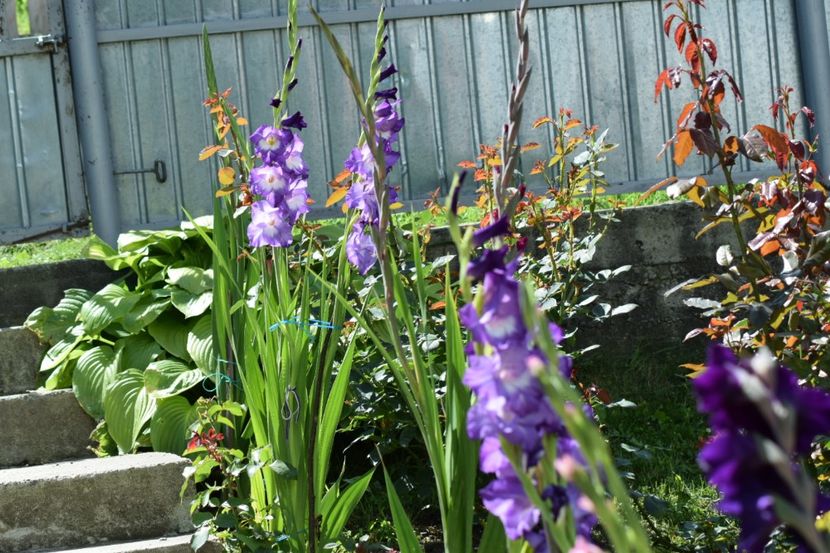  - Colectia de galdiole 2018