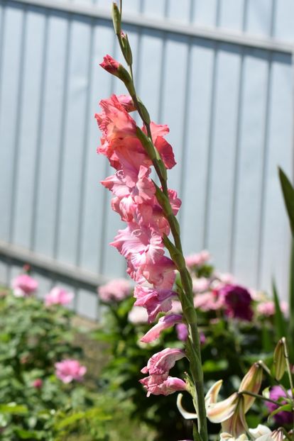  - Colectia de galdiole 2018