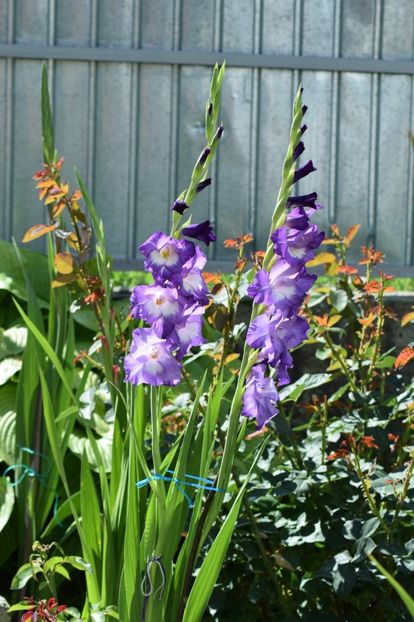  - Colectia de galdiole 2018