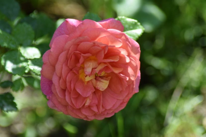  - Christopher Marlowe