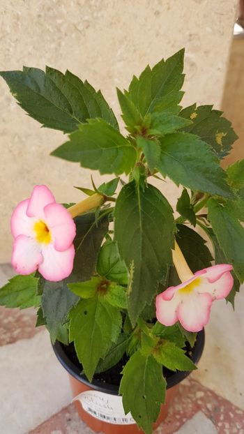 Ivory Blush - Achimenes 2018