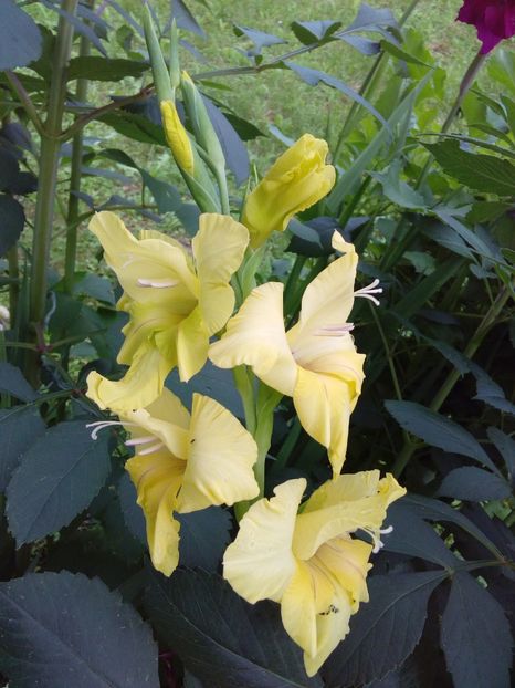  - AAAA_GLADIOLE 2015_2017_2018_2019